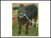 My Bootiful Show Heifer