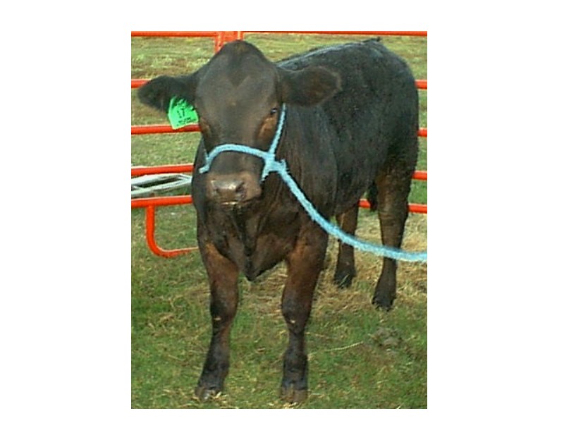 My Bootiful Show Heifer