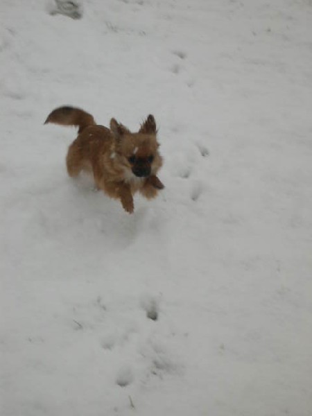 Zorro jumps alot in snow
