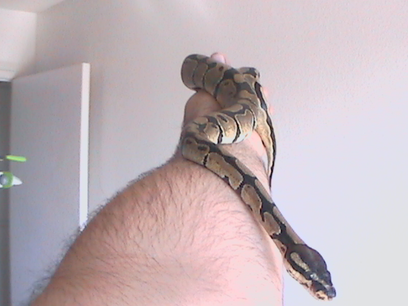 Odin