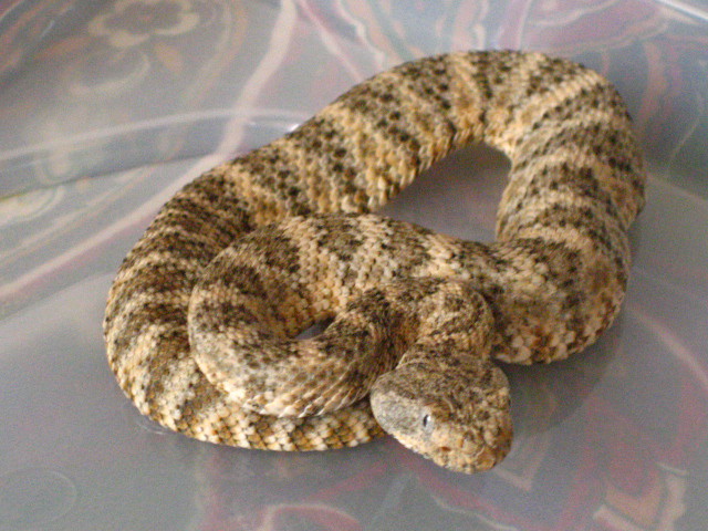 speckled rattler