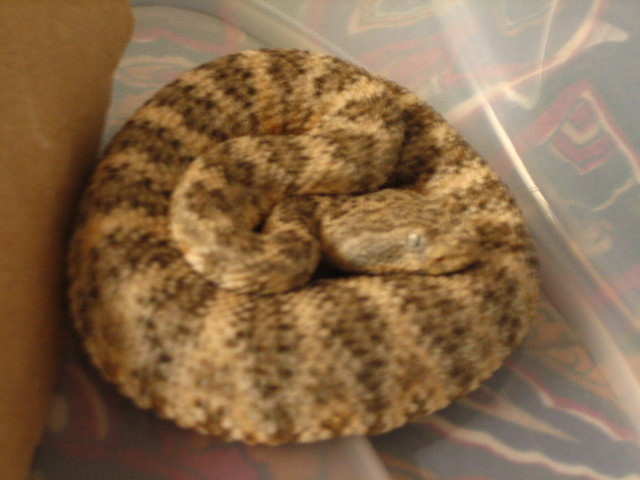 speckled rattler