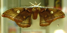 Big Moth from Above