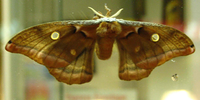 Big Moth from Above