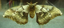 Big Moth from Underneath