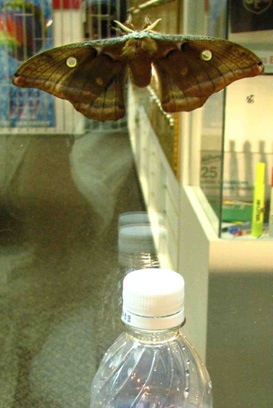 Scale of Large Brown Moth
