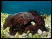 Saltwater - Austin Aquariums
