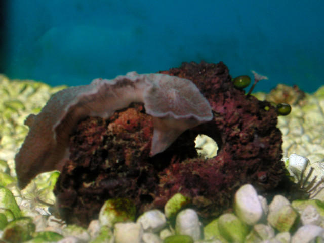 Saltwater - Austin Aquariums