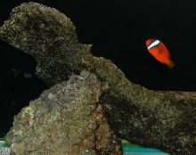 Saltwater Photos