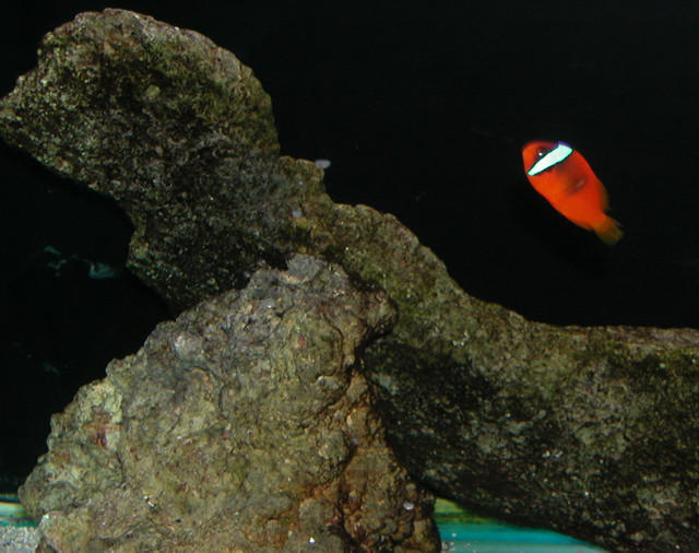 Saltwater Photos