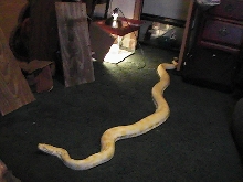 Zues My Big Boy Burm