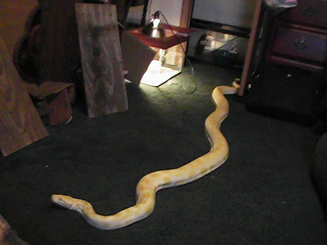 Zues My Big Boy Burm