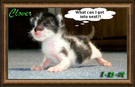 Clover at 2 weeks