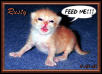 Rusty at 2 weeks of age