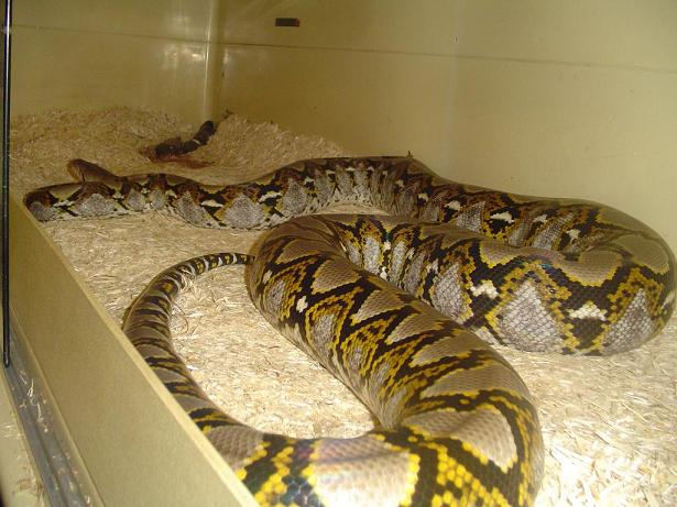 silver phase male