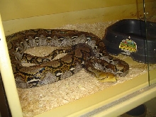 yellow head female