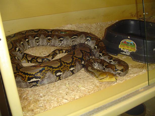 yellow head female