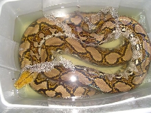 Yellow head