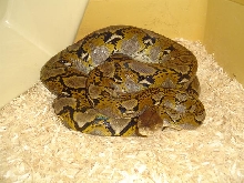 male