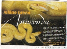 albino green