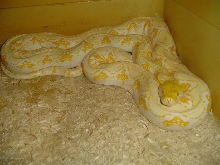 albino