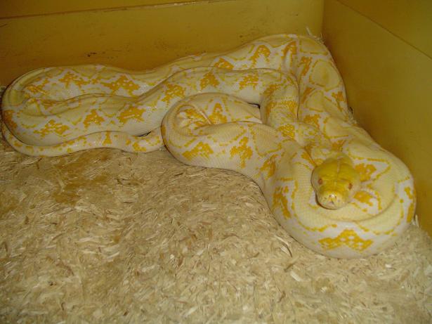 albino
