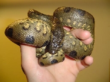 annie
