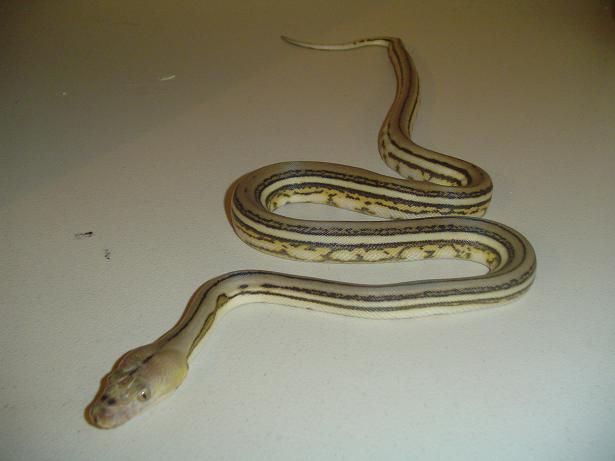 super tiger male