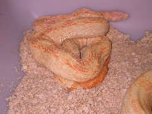 CORAL ALBINO