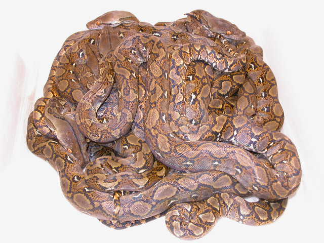 RETIC LITTER