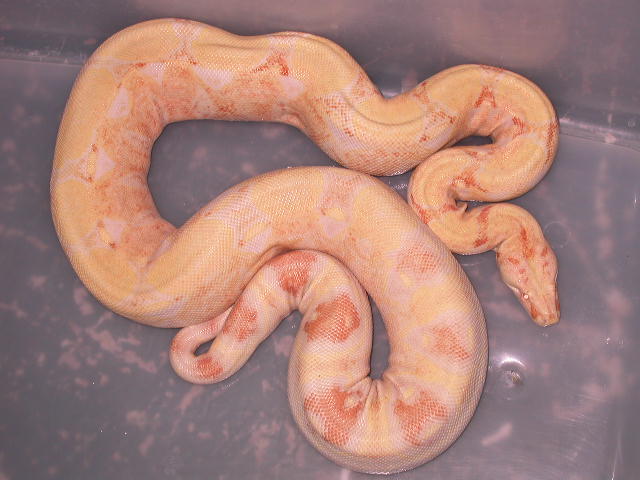 ALBINO FEMALE