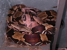 PAIR OF GUYANAS
