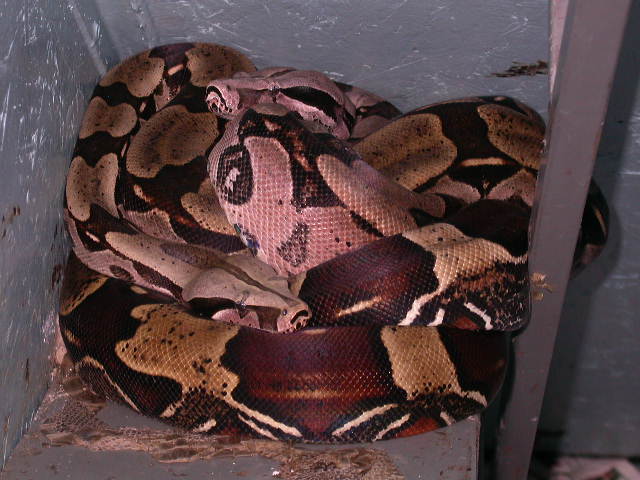 PAIR OF GUYANAS