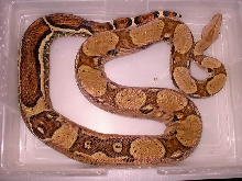 JUNGLE HET FOR ALBINO FEMALE