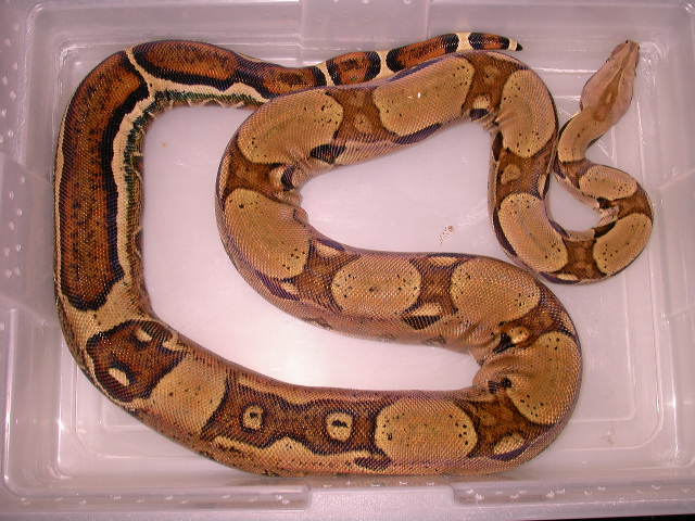 JUNGLE HET FOR ALBINO FEMALE