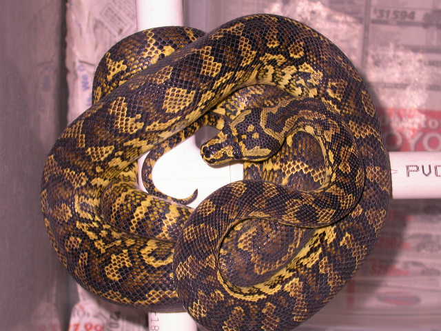 JUNGLE CARPET