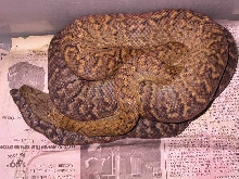 JAMAICAN BOA FEMALE