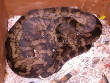 HALMAHERA SCRUB PYTHON