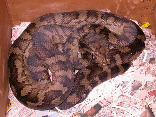 HALMAHERA SCRUB PYTHON