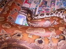 RED BLOODS BREEDING