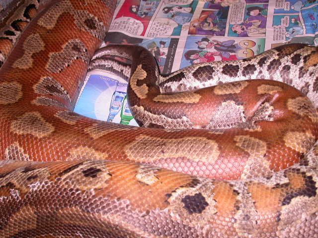 RED BLOODS BREEDING