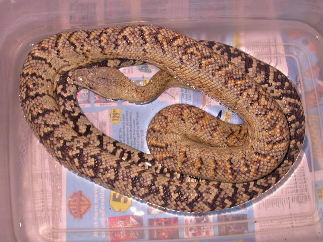 JAMAICAN BOA MALE