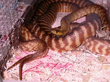 WOMAS COURTING
