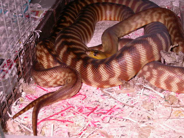 WOMAS COURTING