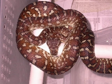 CENTRAL CARPET PYTHON