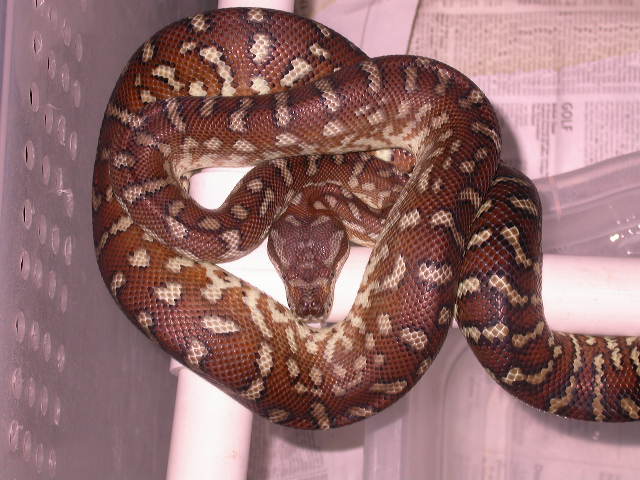 CENTRAL CARPET PYTHON