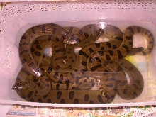 TUB O SNAKES
