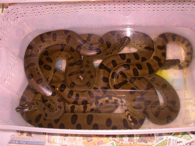 TUB O SNAKES