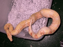 2002 ALBINO FEMALE