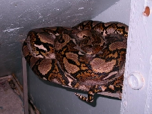12' FEMALE RETIC